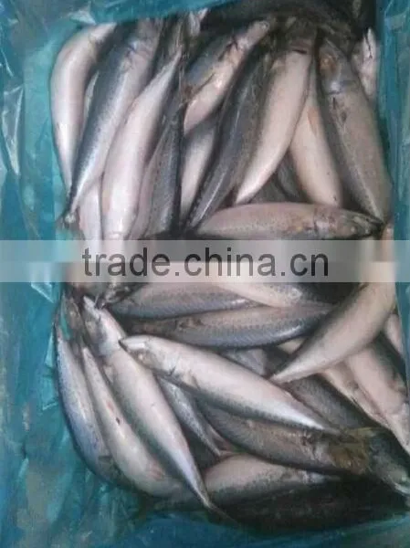Chinese Wholesale Distributors,SCOMBEROMORUS NIPHONIUS , SCOMBEROMORUS JAPONICIUS SUPPLIED FROM CHINA photo-2