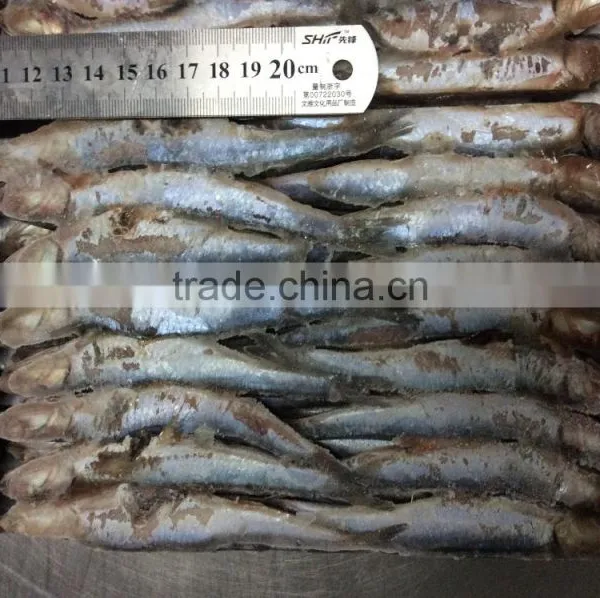 New Landing Sea Frozen Anchovy photo-6