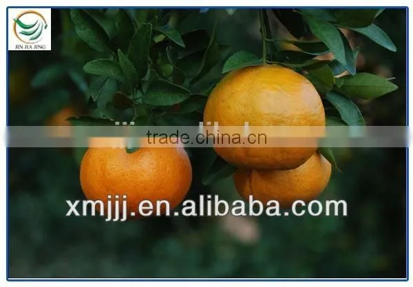 New Harvested Yongchun Fresh Mandarin Orange photo-3