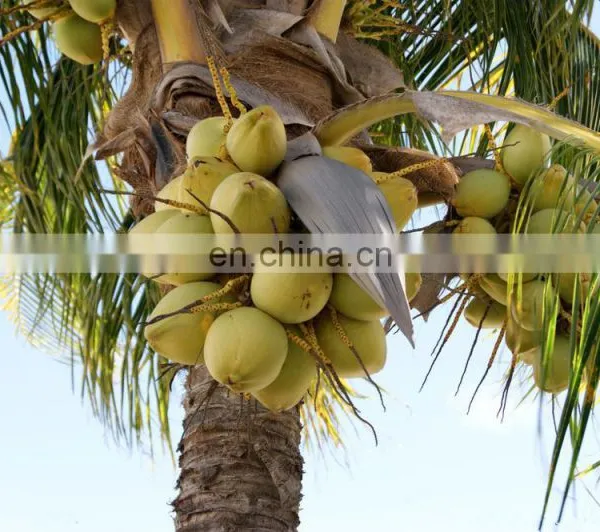Complete Coconut Milk Production Line / Coconut Water Processing Machinery photo-5