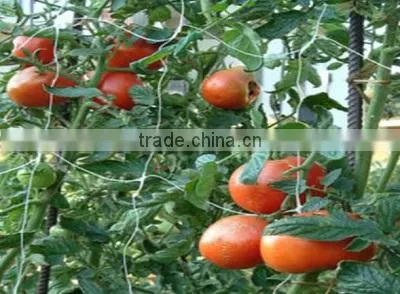 100% PP Plastic BOP Net/ Plastic Stretching Net photo-6