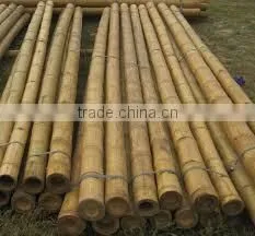 Bamboo Poles for Garden Plant From Vietnam photo-3