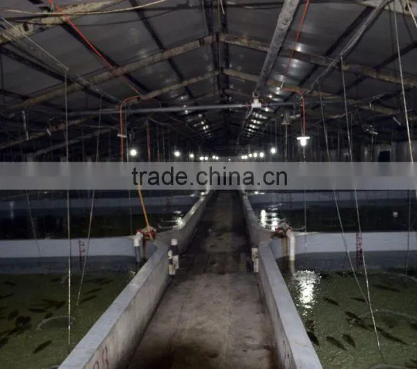 High Desity Fish Farming in the Greenhouse photo-2