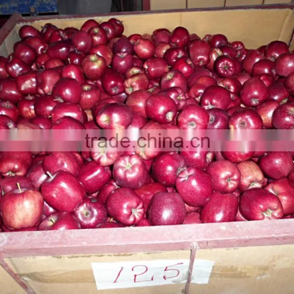 Export Red Delicious Apple Company photo-6