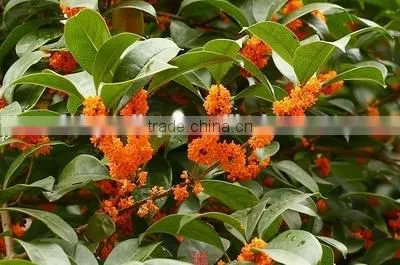 Sweet Osmanthus Sweet Olive Tea Olive Fragrant Olive Seeds for Growing Beautiful Flower Trees photo-3