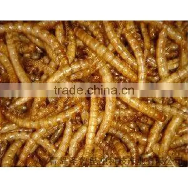 Application for Small Animals Dehydrated Mealworm Reptile Food, Mealworm Chicken Feed photo-2