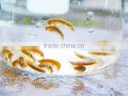 2mm Air Dired Shrimps For Pet Food ; Red Dried Shrimps photo-2