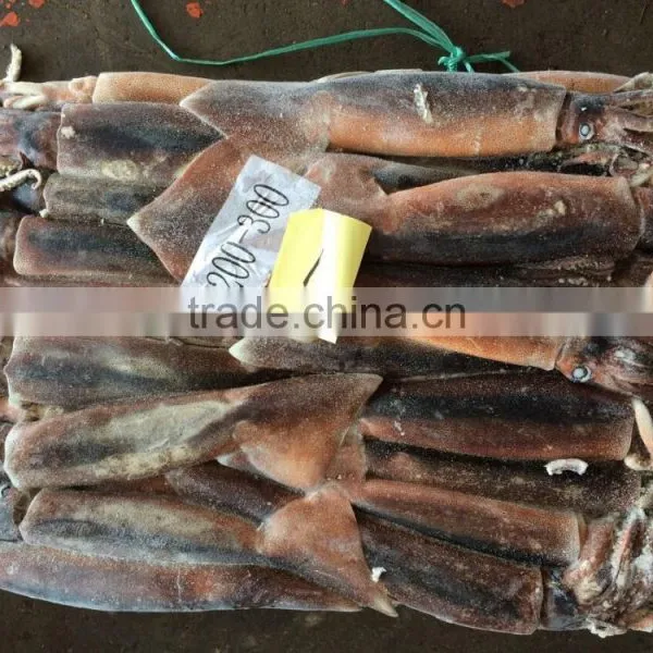 Argentina Squid / Frozen Squid / Frozen Illex Squid