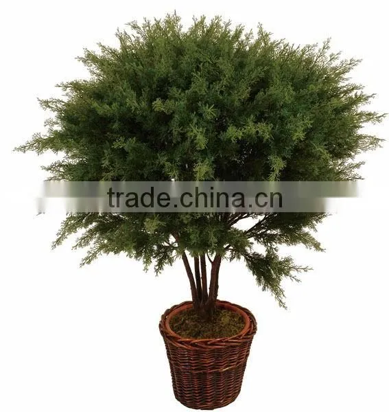 Foliage Plants Bonsai From Guangzhou Factory photo-3