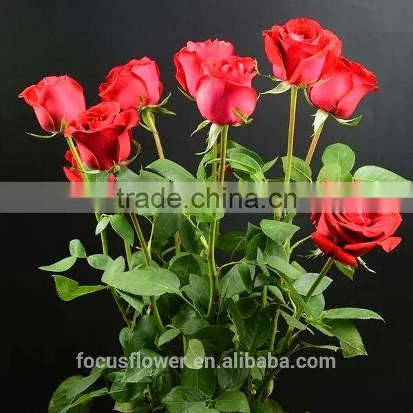 2016 Kunming Fresh Cut Flowers Fresh Cut Roses Wholesale Price photo-6