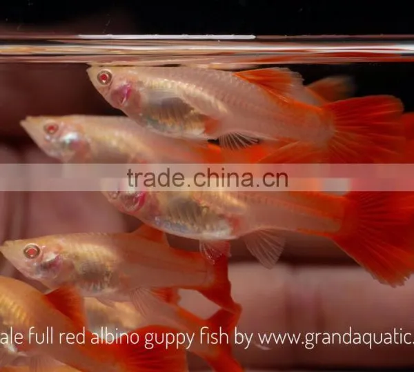Full Red Albino Guppy for Freshwater Aquarium Fish Export Company From Thailand photo-3