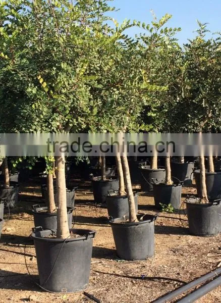 CERATONIA SILIQUA "Carob Tree" photo-3