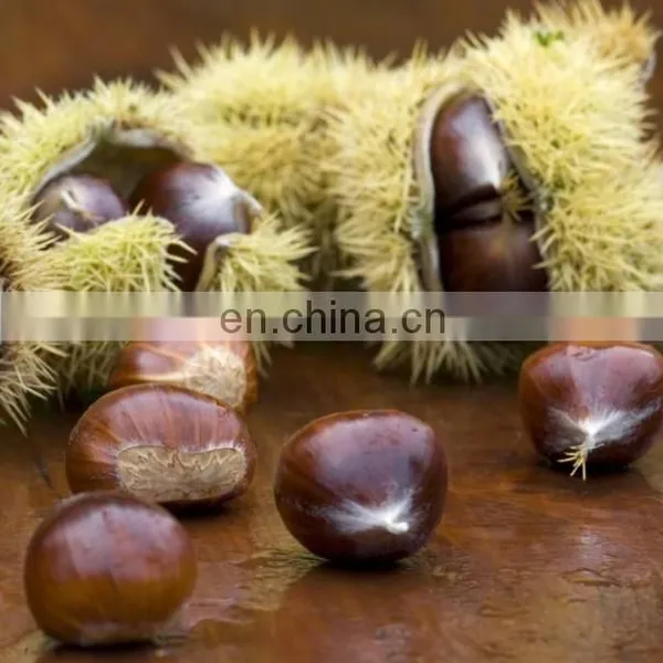 Sweet Chestnut Good Quality Organic Roasted Chestnuts With Shell photo-4