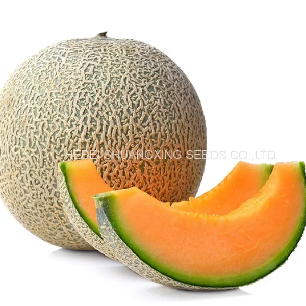Cantaloupe Chinese Musk Round Shape Melon Seeds for Sale