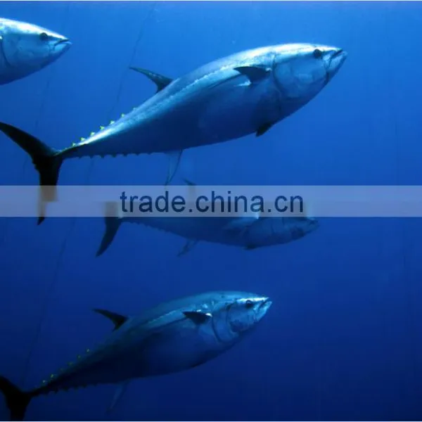 Bluefin Tuna