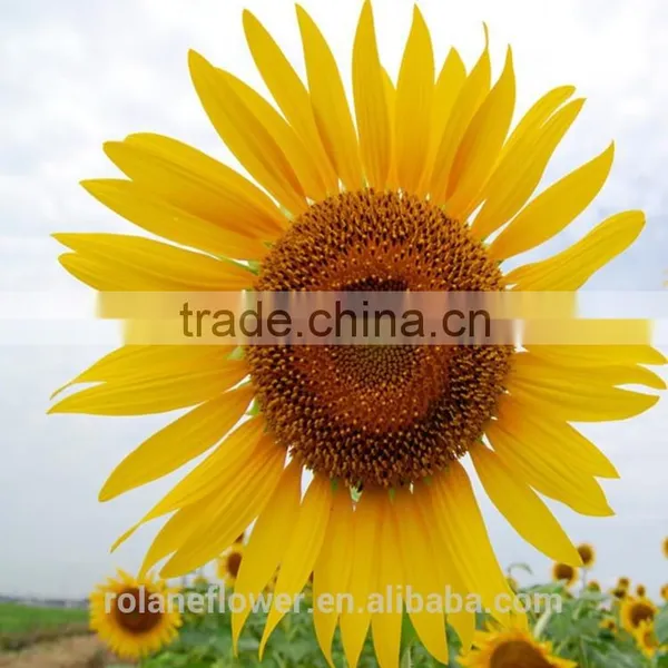 Hot Style Top Quality Sunflower Flower With Long Term photo-3