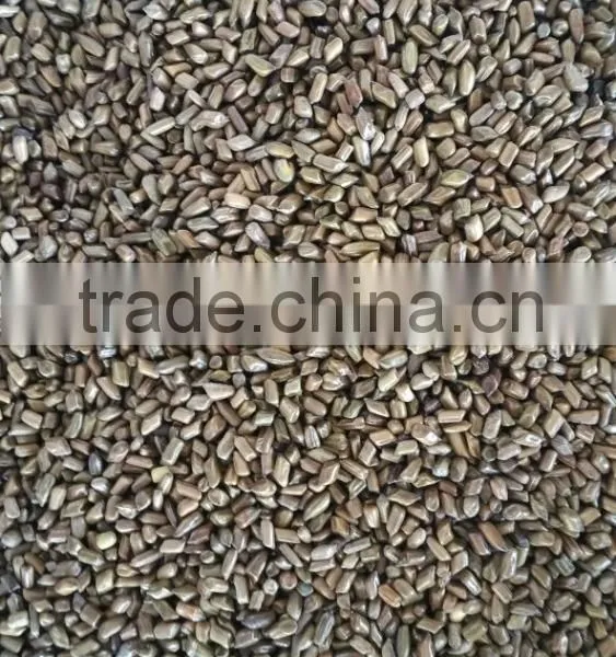 Cassia Tea/Cassia Tora Seed/Semen Cassiae Seeds/Cassia Tora Seeds From India - CTS photo-2