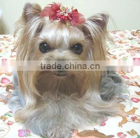 Ribbon for Dog