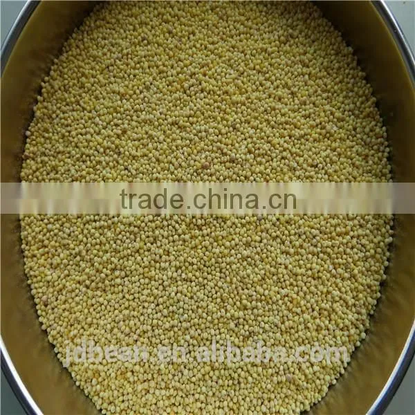 Organic Hulled Glutinous Yellow Broomcorn Millet Hot Sale for Supermarket photo-2