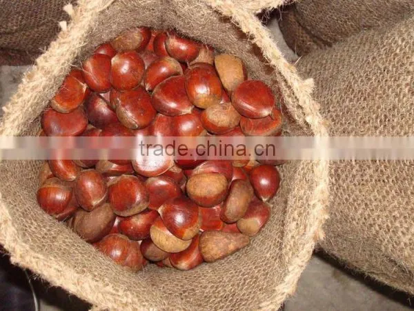 Fresh Chestnut China Origin 40-60pcs photo-3