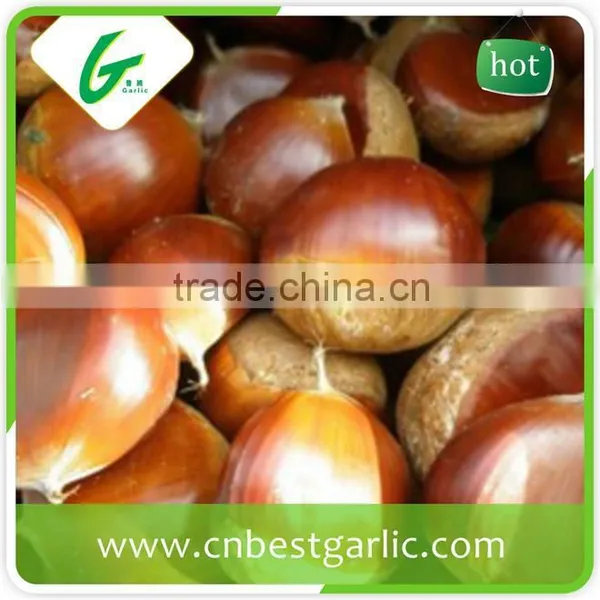 Fresh Sweet Chestnut in Shell for Sale photo-4