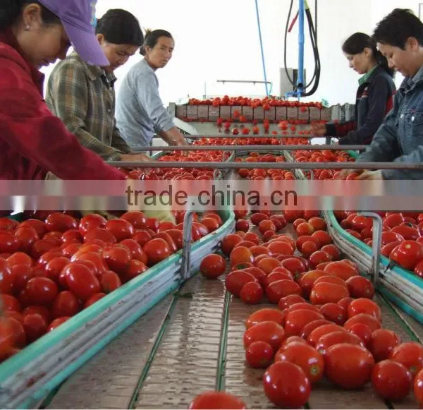 Sundried China Tomato Organic Sun Dried Tomatoes For Sell photo-3