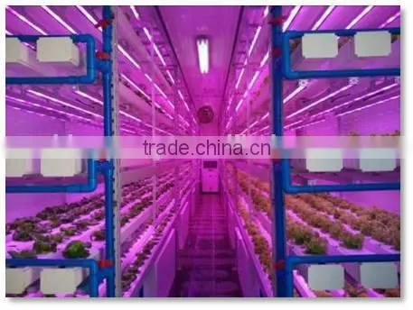 Vegetable Factory Greenhouses photo-3