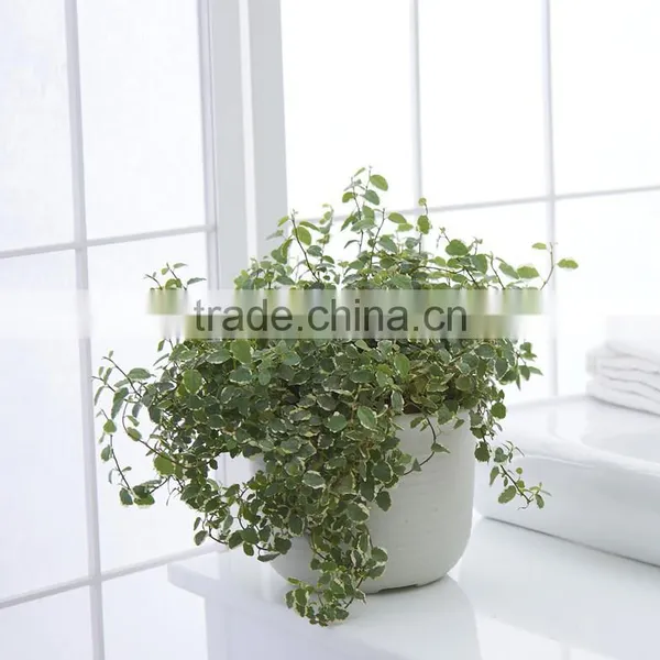 Plastic Round Succulent Plant Pot/Cactus Plant Pot Flower Container photo-5