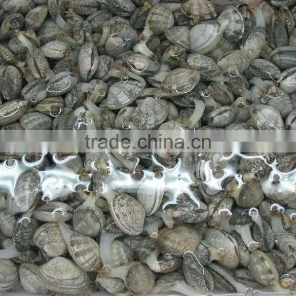 Cooked V-packed Baby Clam photo-4