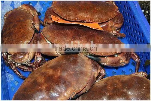 Brown Crab photo-2