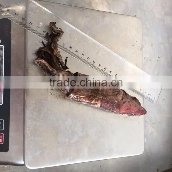 Frozen Squid photo-3