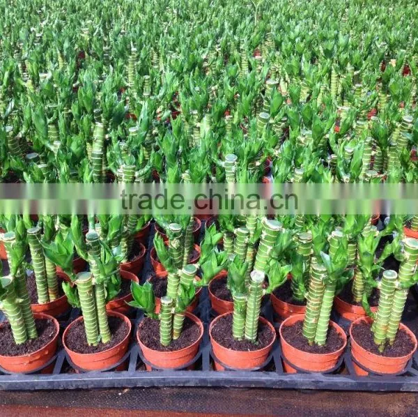 Lucky Bamboo Dracaena Sanderiana Lotus Bamboo photo-5