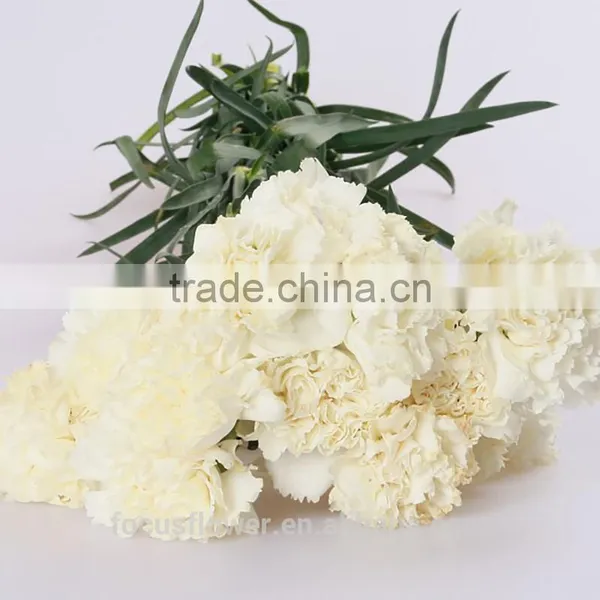 Fragrant Natural Fresh Carnation In Two Tone Plum Flower White For Weddings From Yunnan photo-2