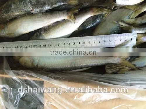 Frozen Sardine for Bait With Size 60 - 70 Pcs / 10kg Ctn photo-2