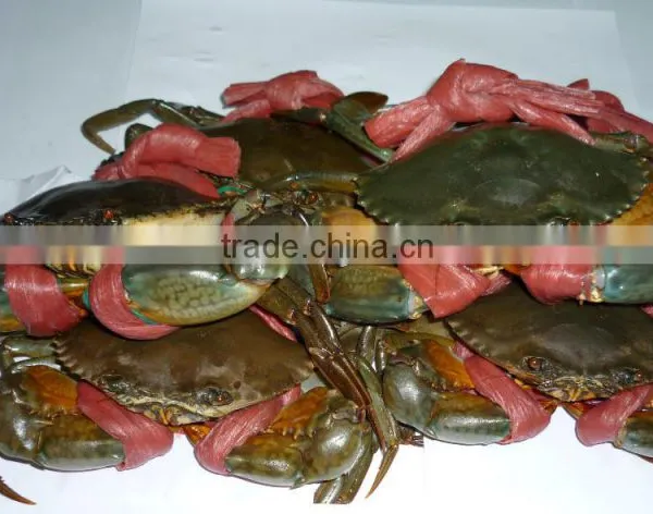 Live Mud Crabs