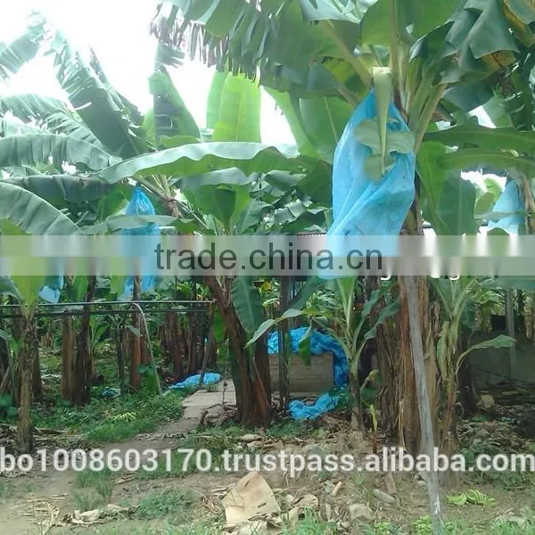 Fresh Bananas photo-2