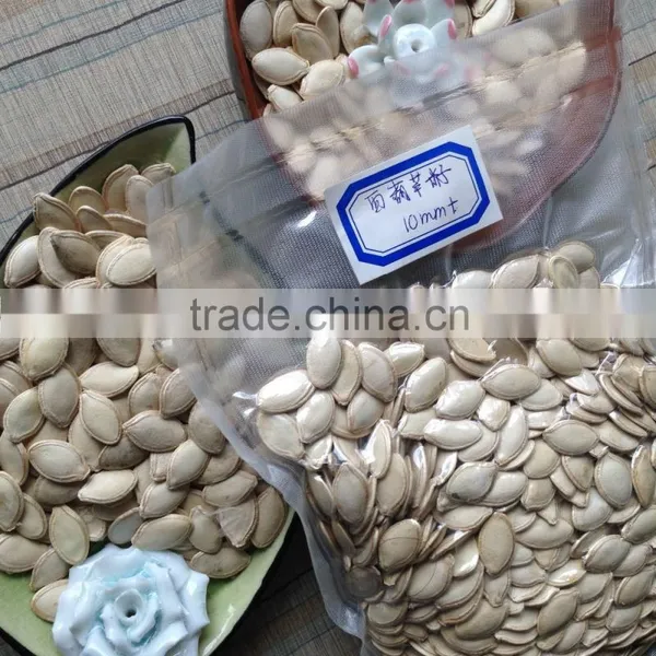 High Quality Wholesale Shine Skin Pumpkin Seeds photo-4