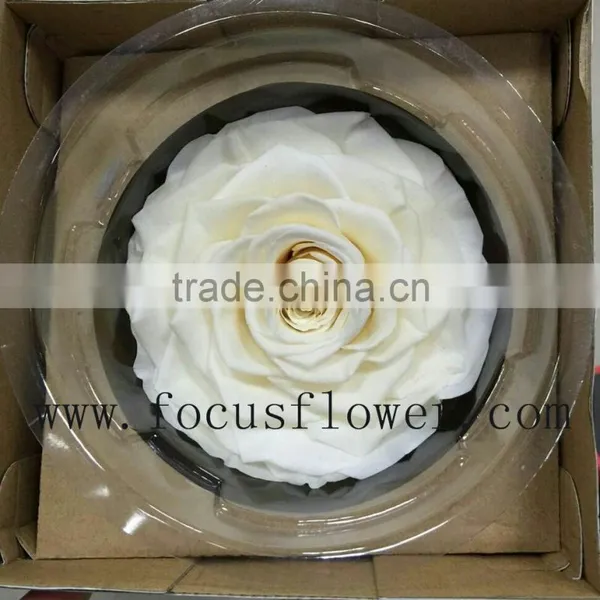 Real Touch Wholesale Preserved Flower Preserved Rose From China photo-4