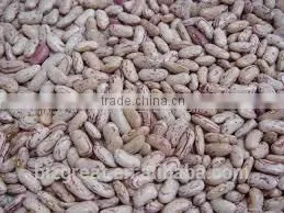 Best Price New Crop Light Speckled Kidney Beans With Good Quality photo-2