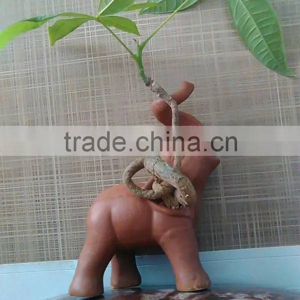 Elephant Pachira Ornamental Plants photo-4