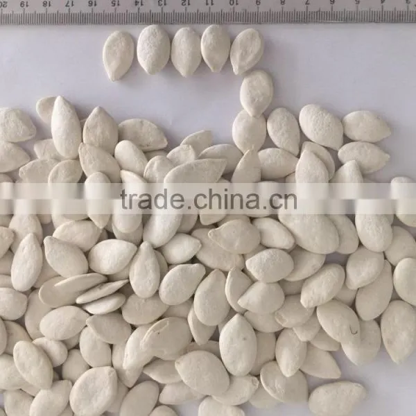 Salted Pumpkin Seeds , Roasted and Salted Snow White Pumpkin Seeds. 11cm