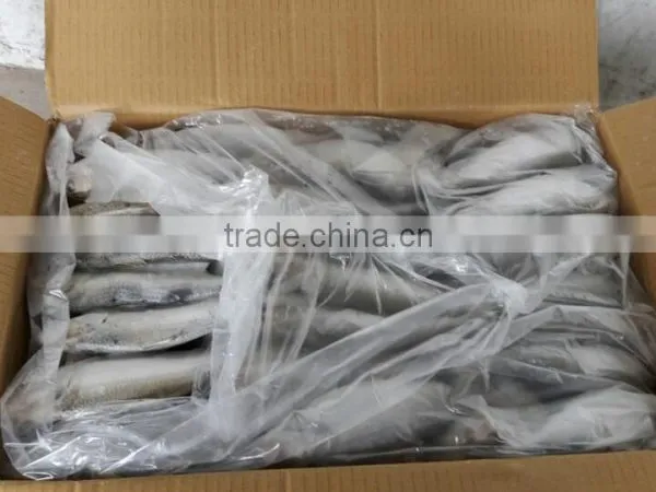 FROZEN SARDINE WHOLE ROUND photo-5
