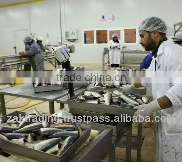 Fish Meal Hight Protein photo-3