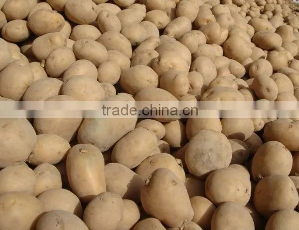 2017 Hot Sale Fresh Yellow Potato