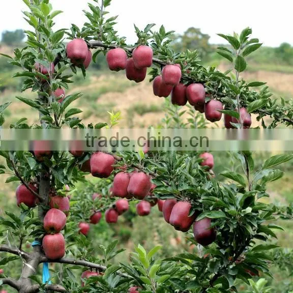 Red Delicious Apple Brand Yi Tian Apple Fruit Fresh photo-5