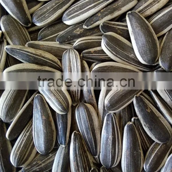 Bulk Chinese Sunflower Seeds 5009 photo-2