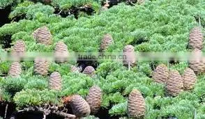 CEDARWOOD TERPENES (CUPARENE) photo-4