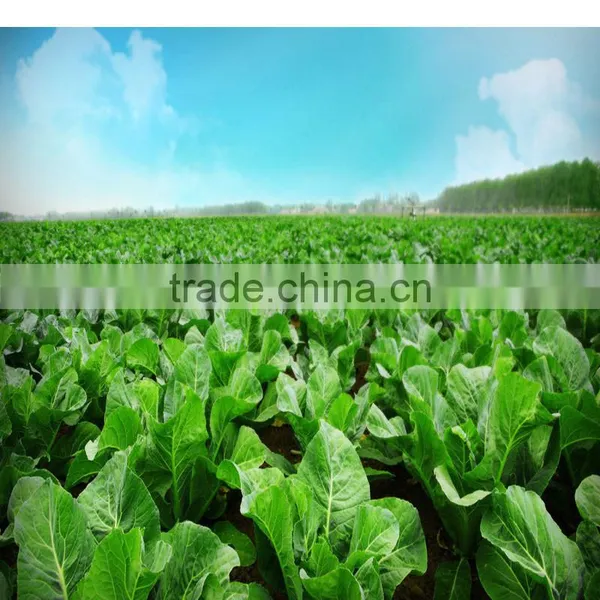Control Overgrowth Chlormequat,plant Growth Regulator ,Cycocel,Chlormequat Chloride 98% TC photo-6