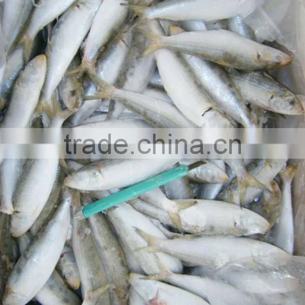 Frozen Seafood Frozen Sardine photo-2