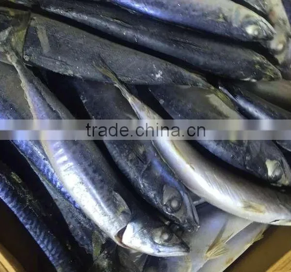 2016 Top Grade Frozen Pacific Mackerel 200g-300g photo-3